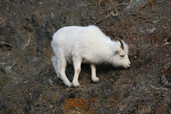 Borrego de Dall