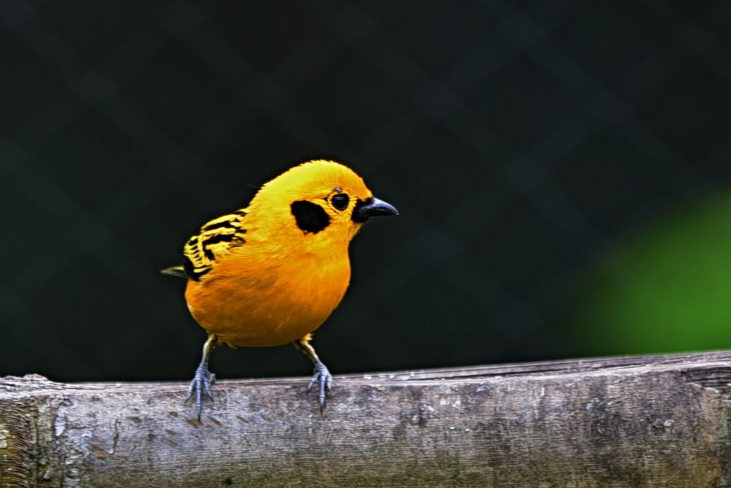 Golden Tanager