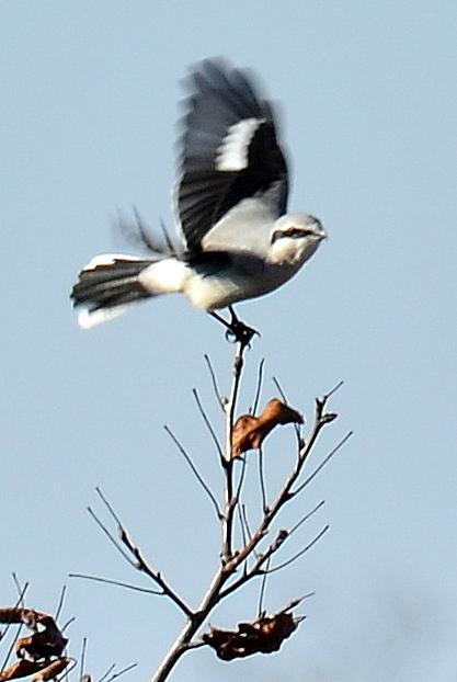 Northern Shrike