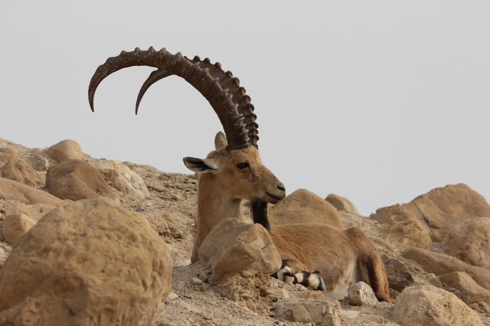 Íbice de Nubia