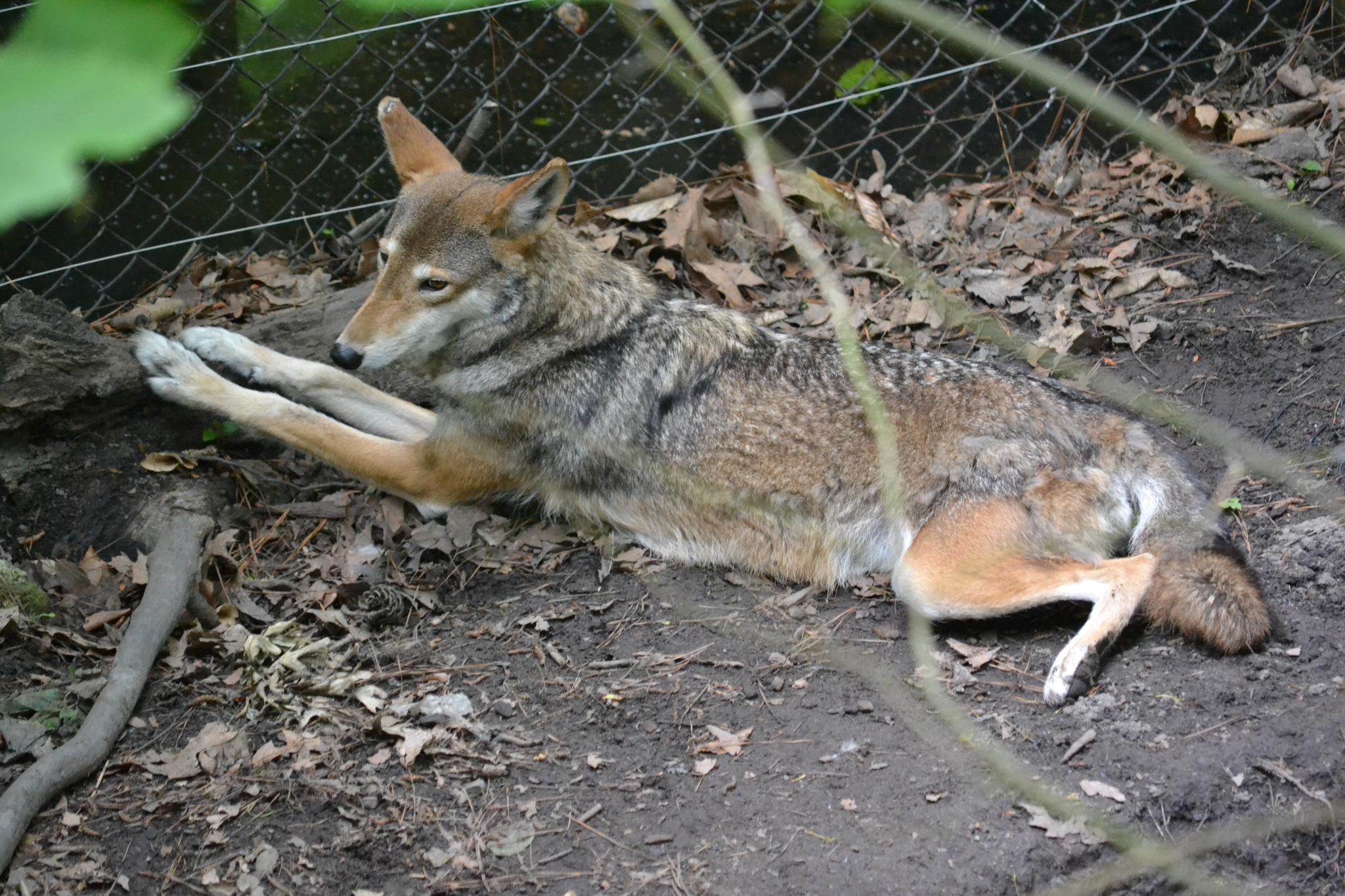 Lobo rojo