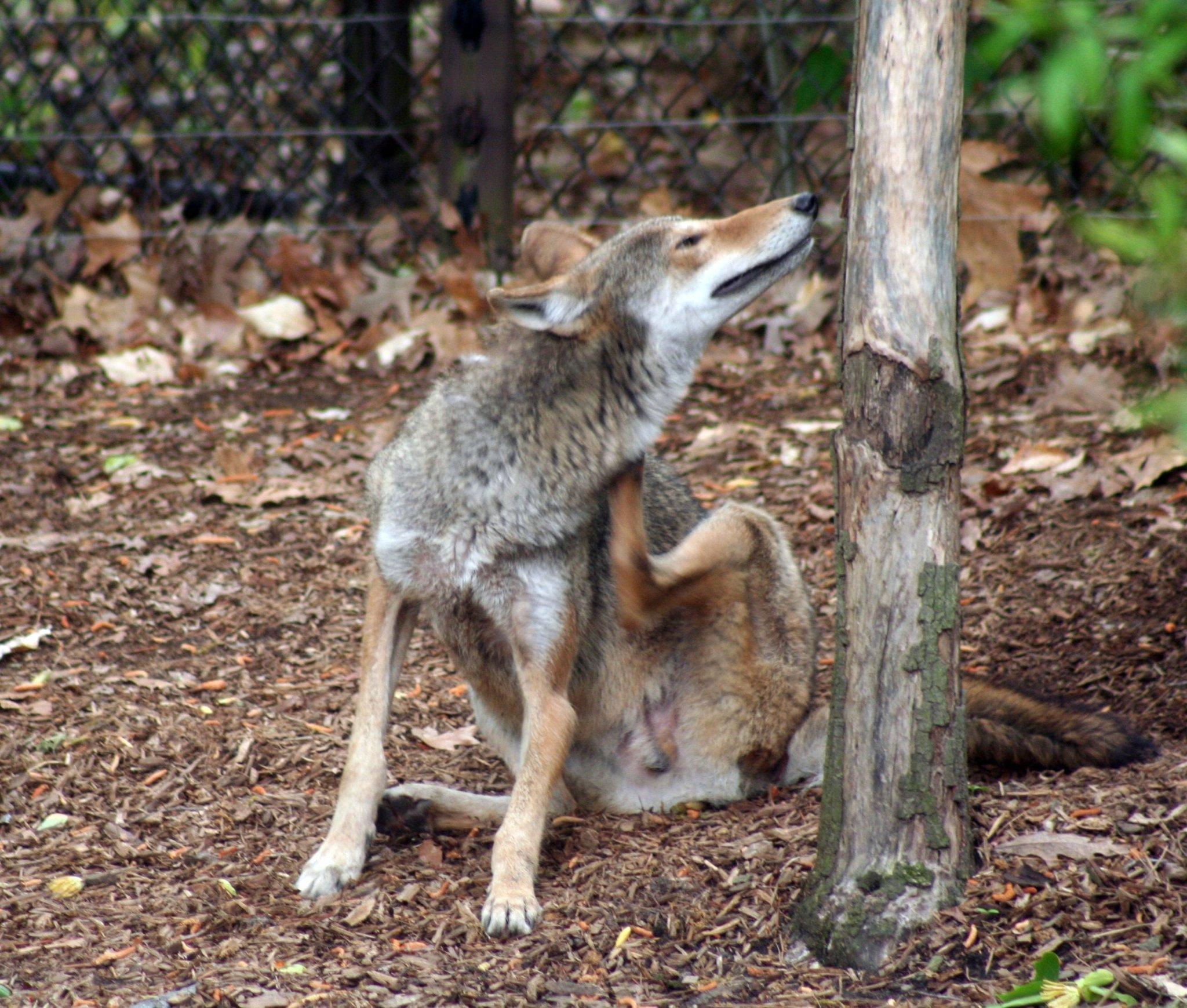 Lobo rojo