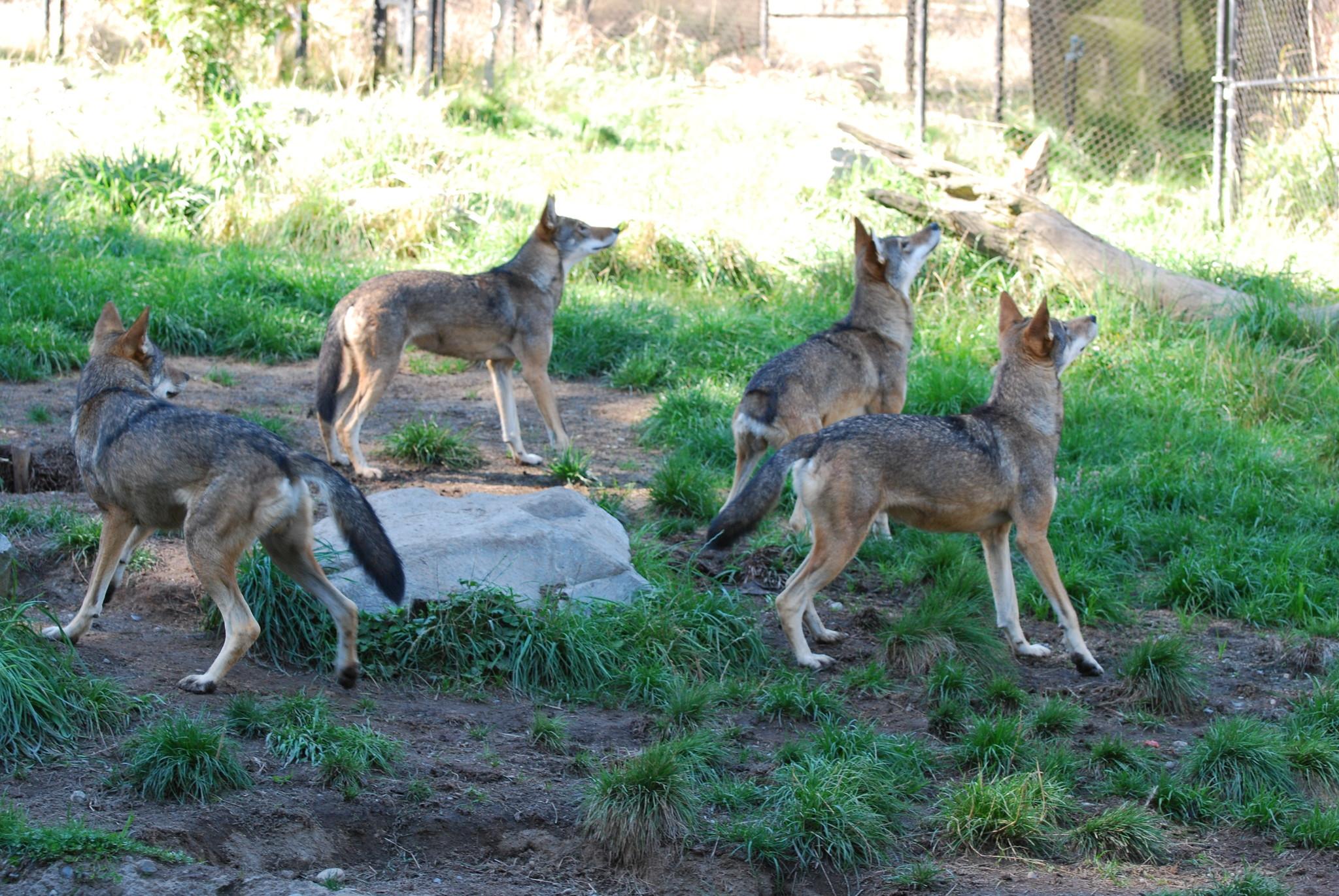 Lobo rojo