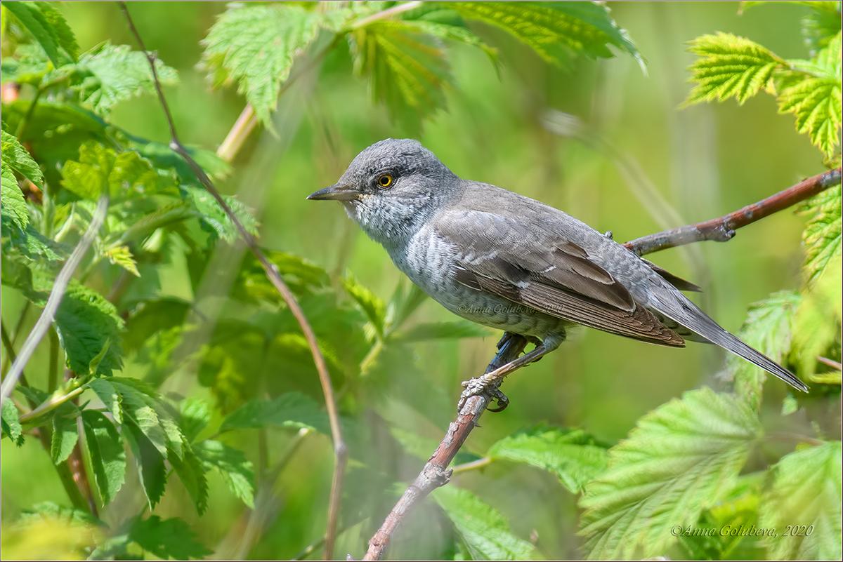 Barred Warbler