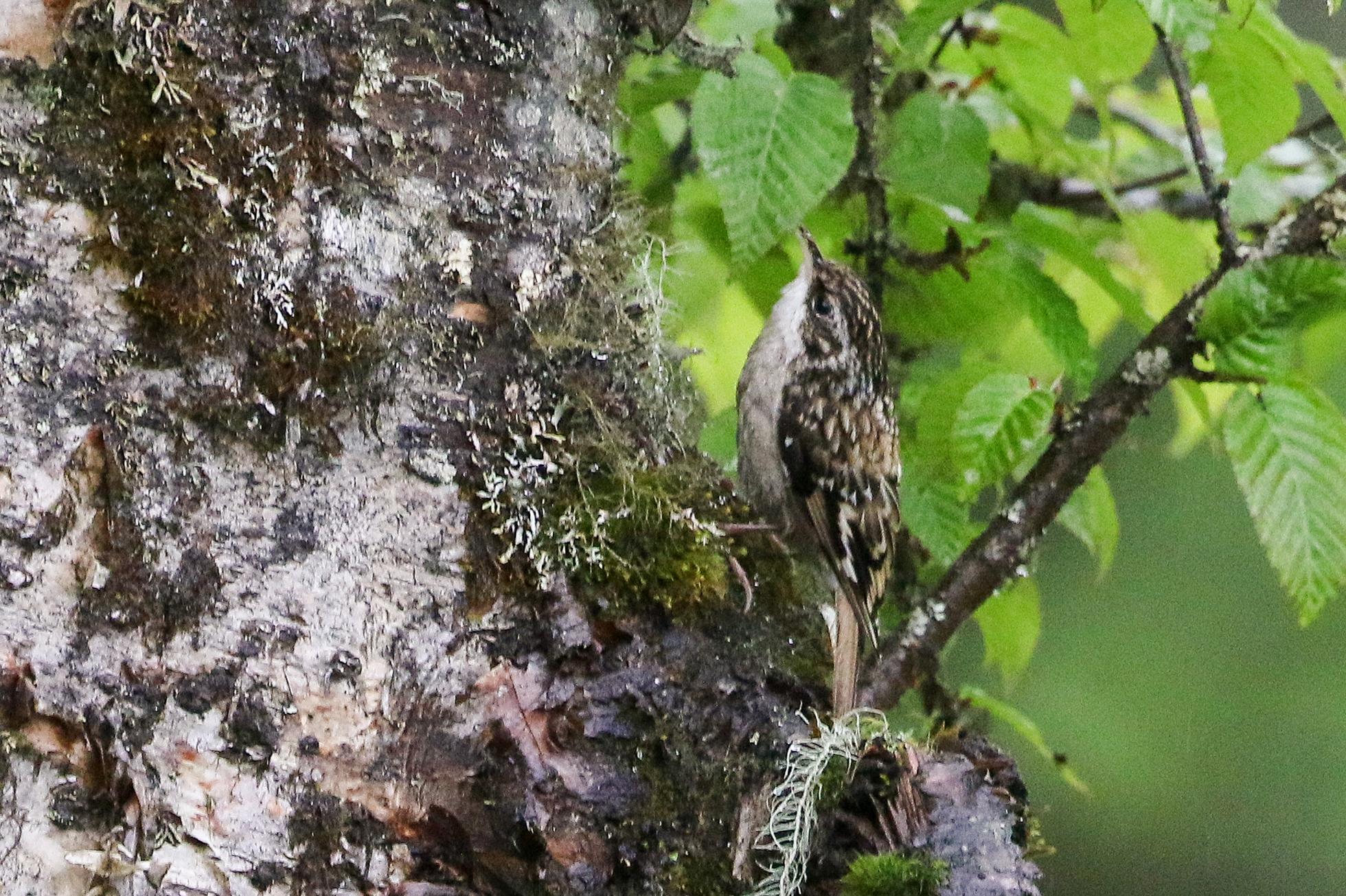 Sichuan Treecreeper
