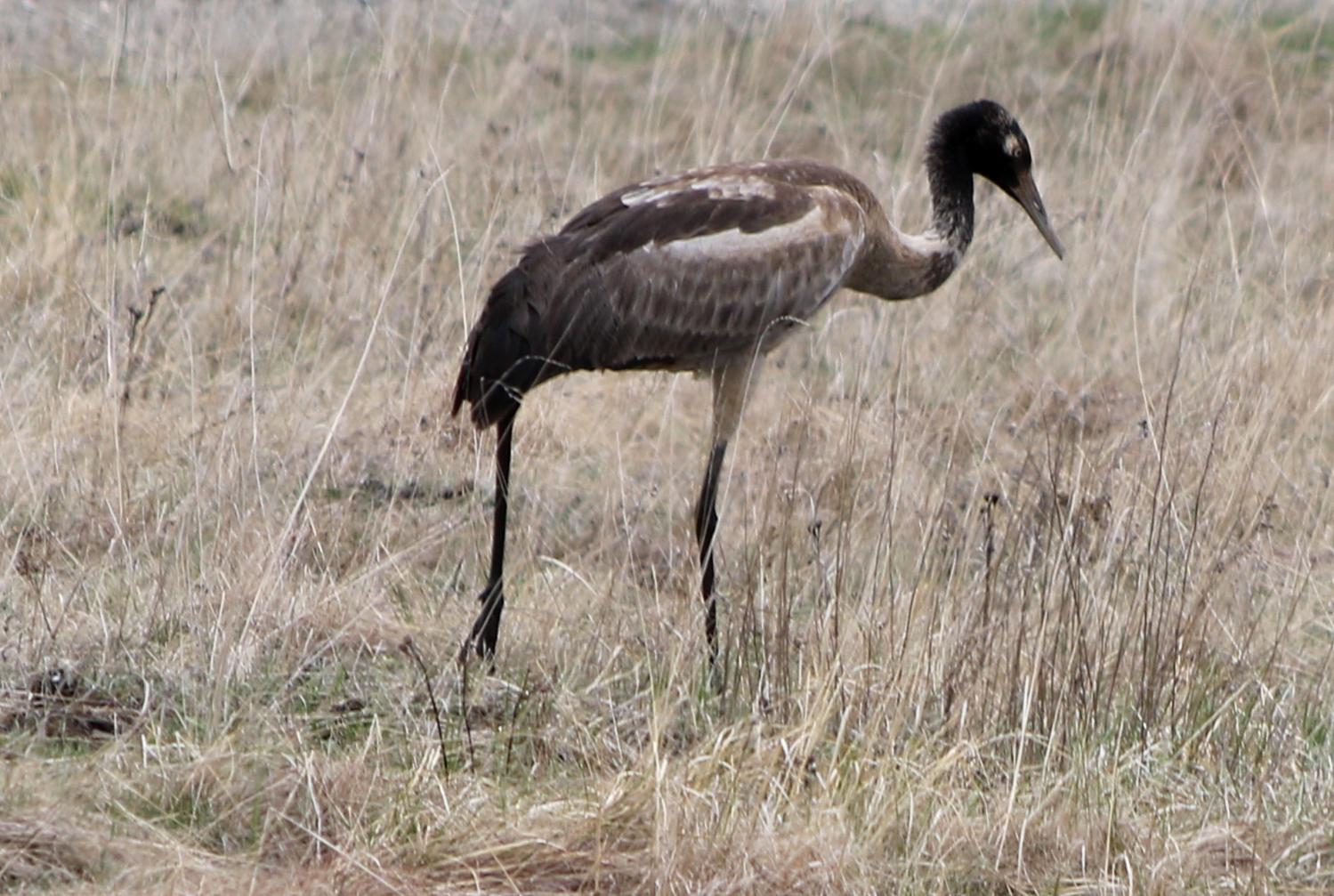 Grulla Cuellinegra