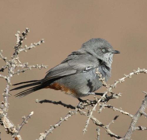 Chestnut-vented Warbler