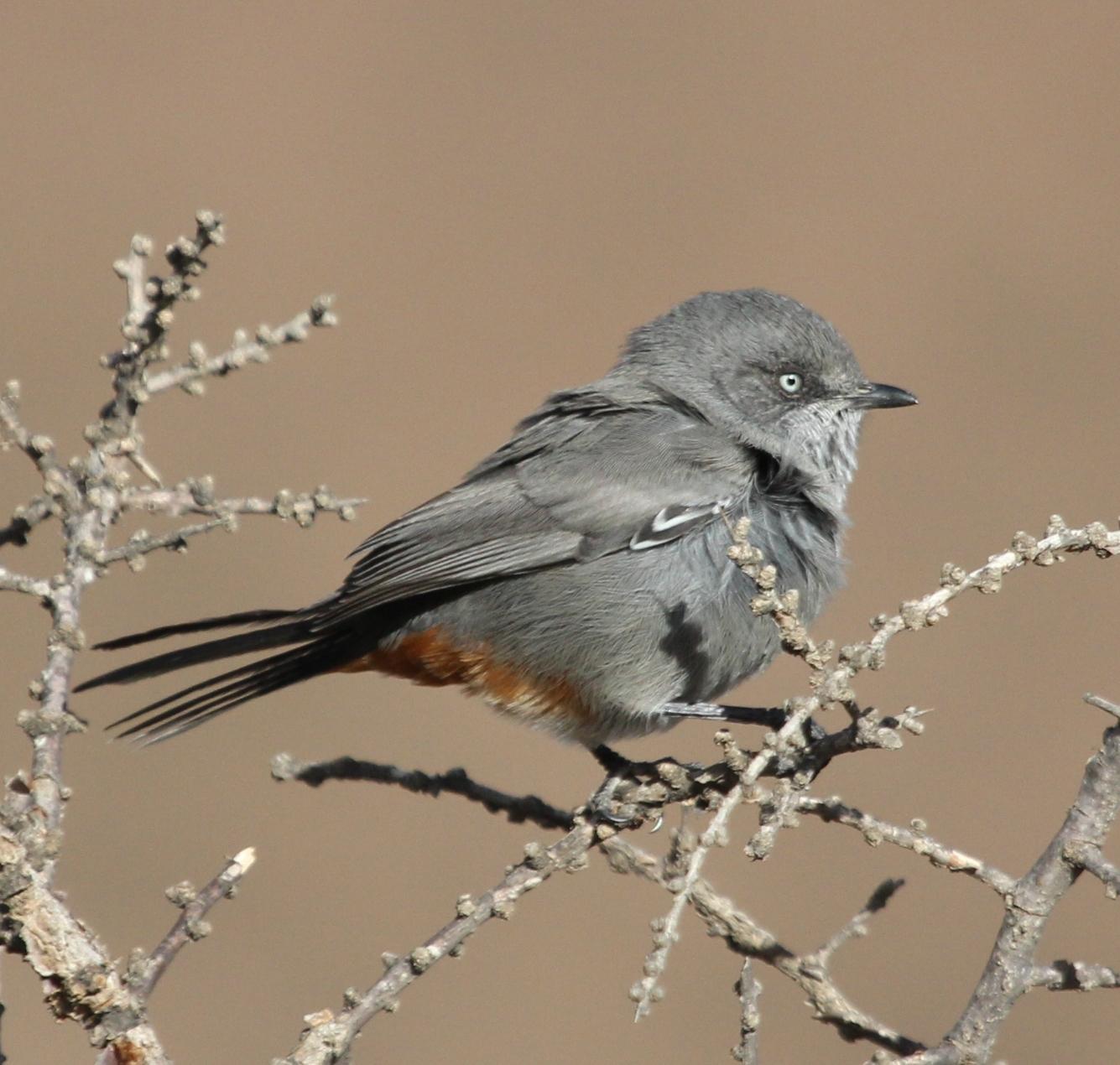Chestnut-vented Warbler