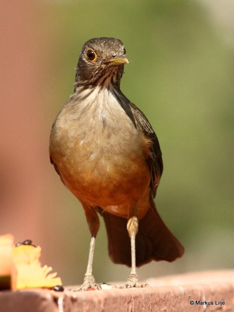 Zorzal colorado