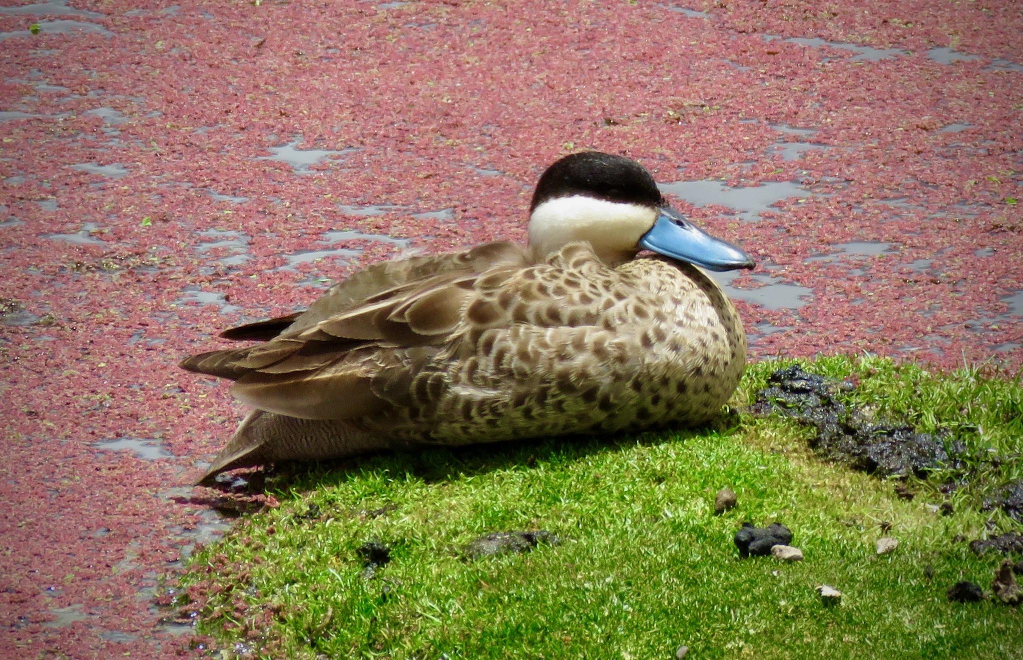 Pato puneño