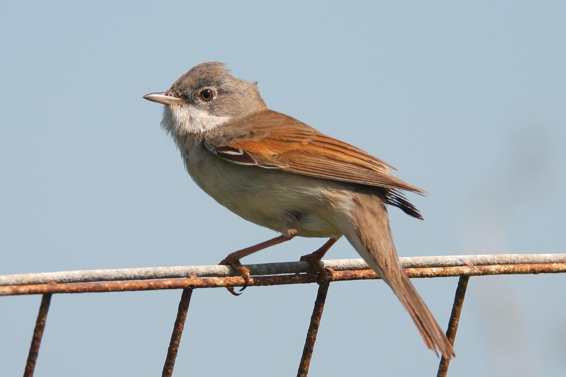 Greater Whitethroat