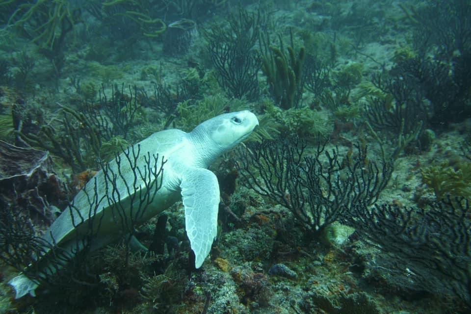 Tortuga lora