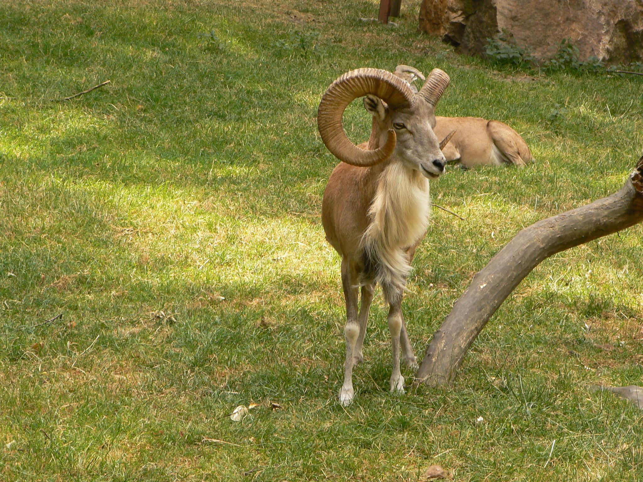 Urial