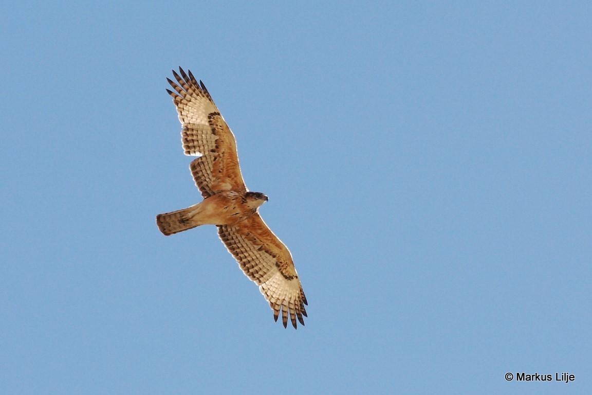 Águila azor africana