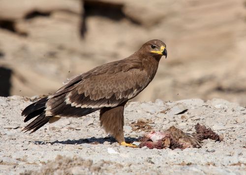 Águila esteparia