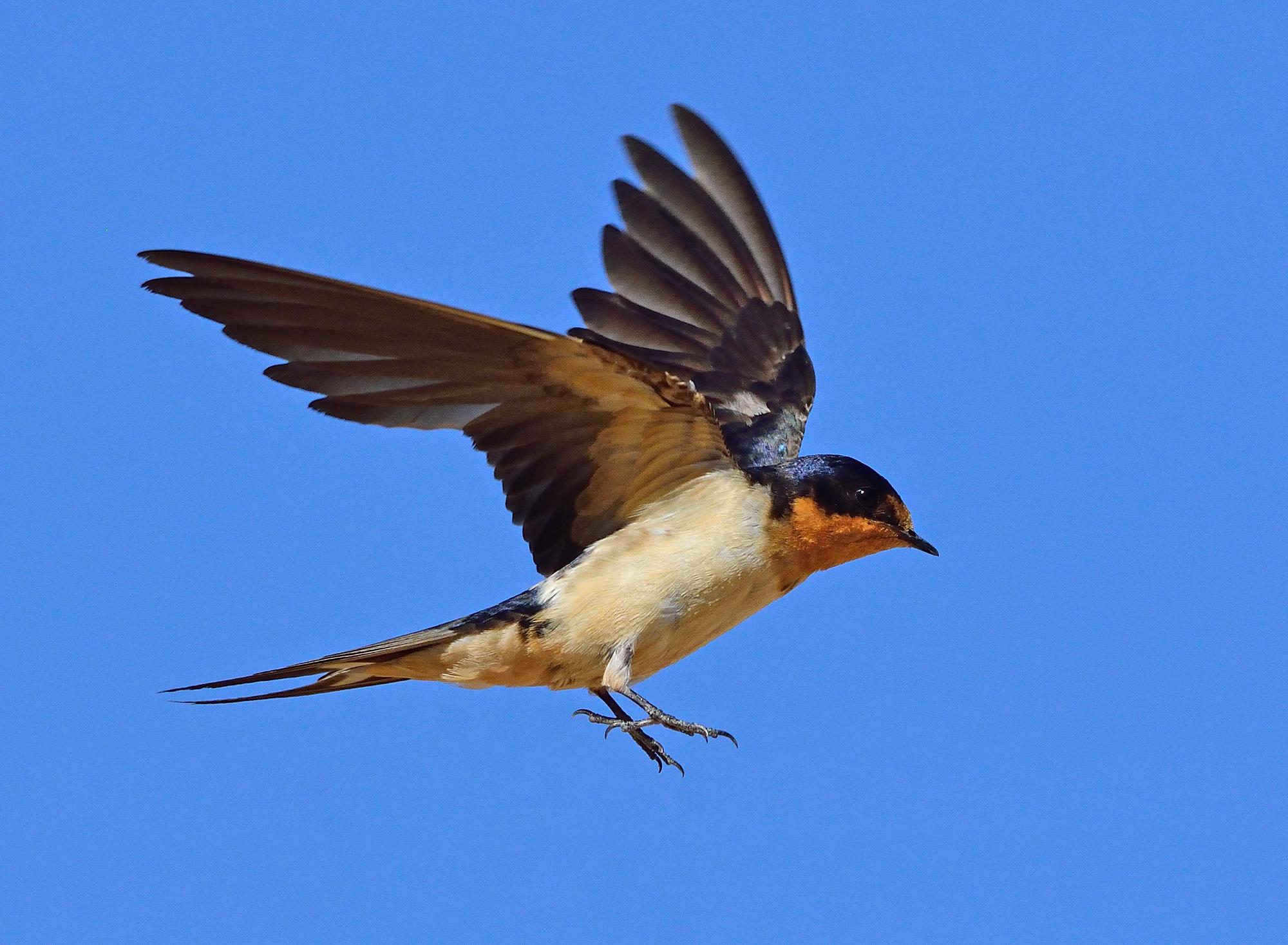 Golondrina tijereta