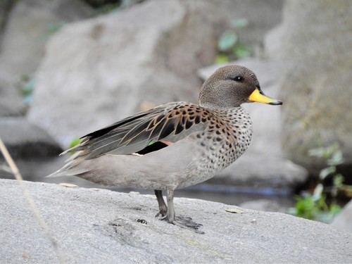 Pato Barcino