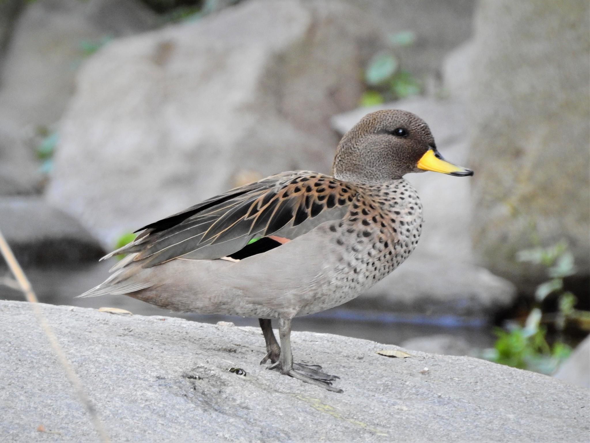 Pato Barcino