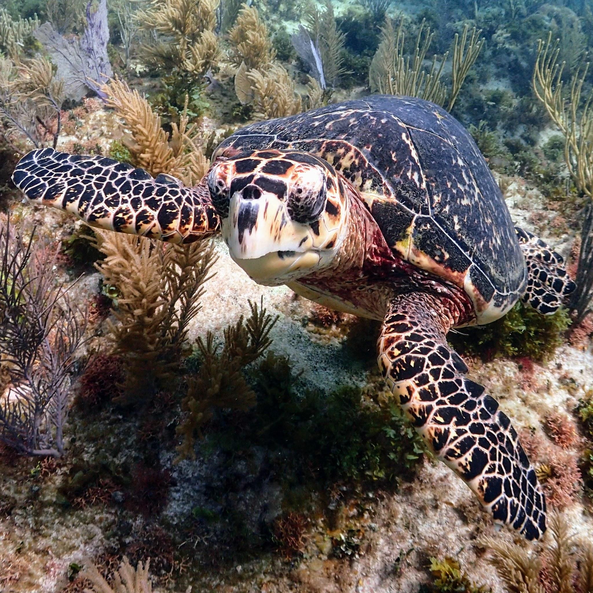 Tortuga carey