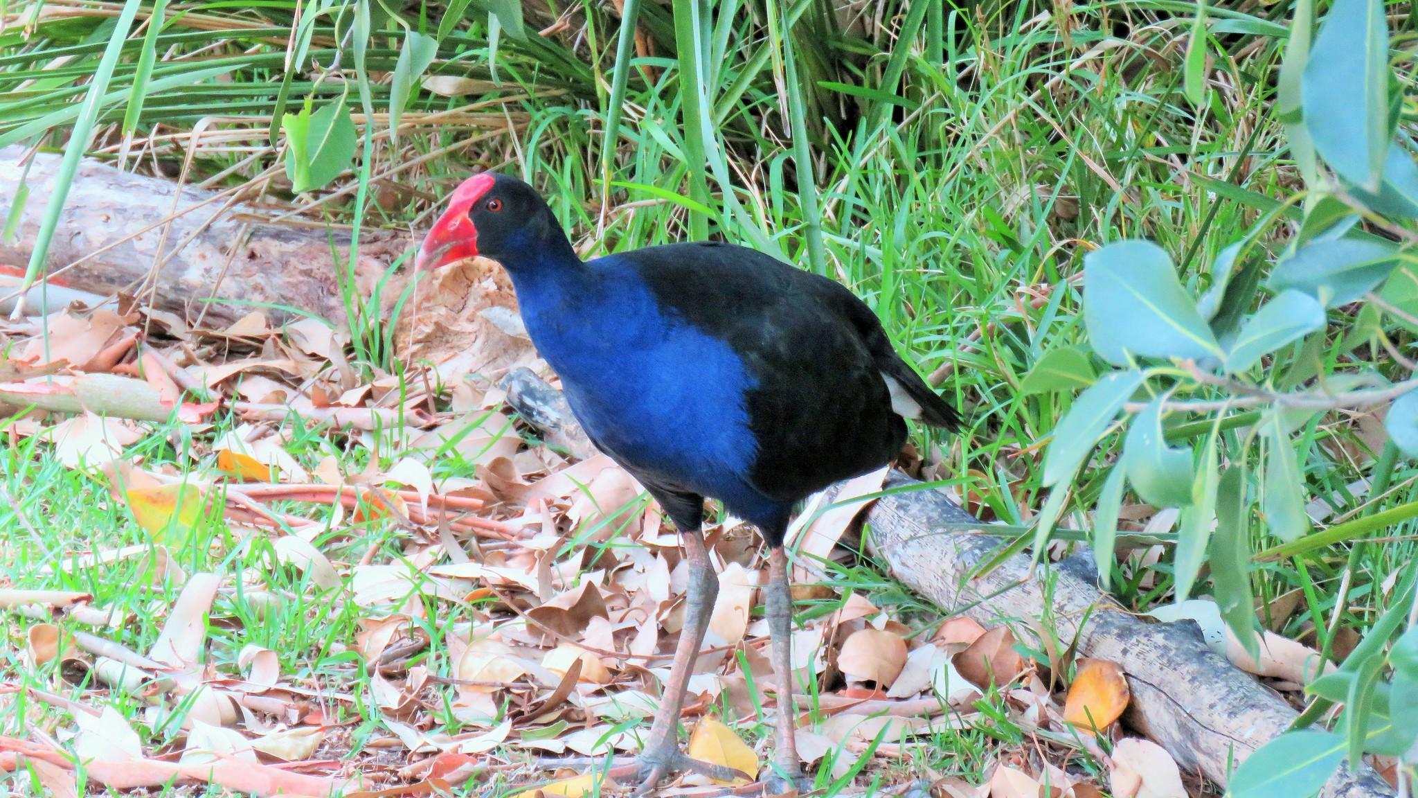 Calamón pukeko