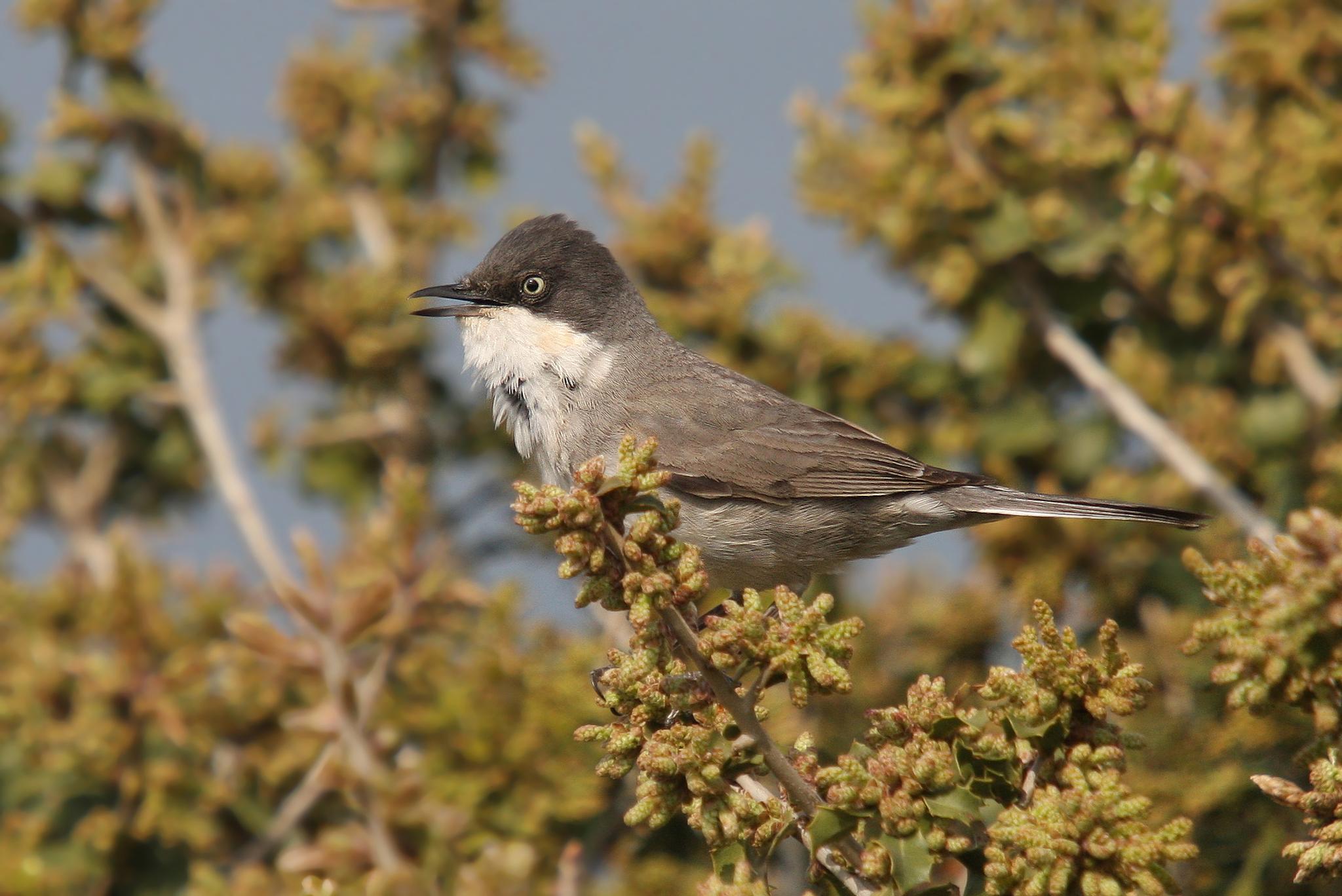 Eastern Orphean Warbler