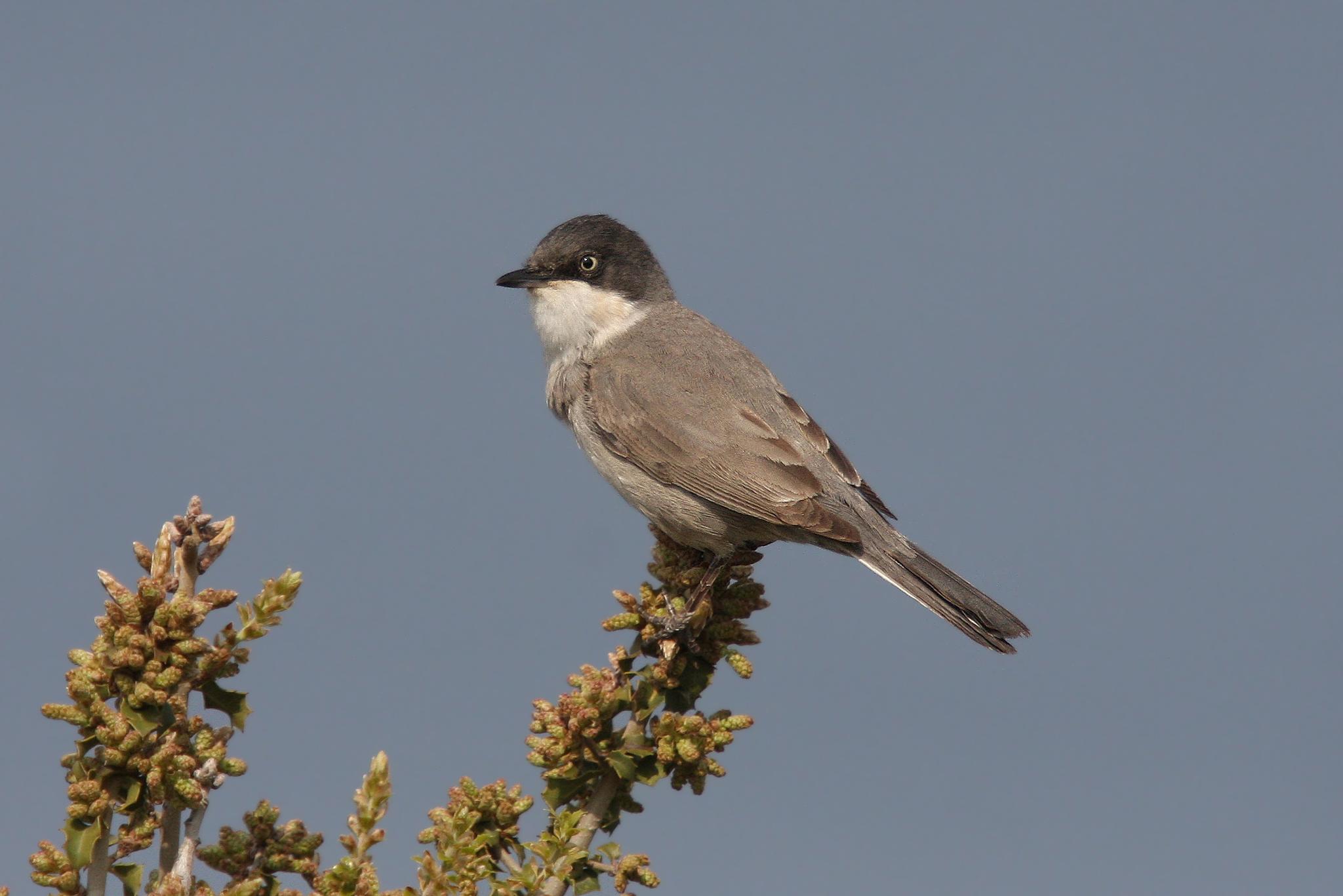 Eastern Orphean Warbler