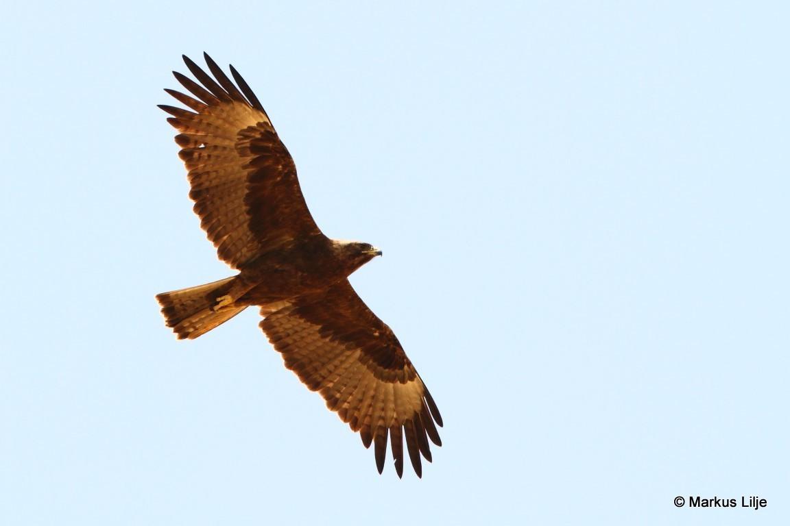 Águila de Wahlberg