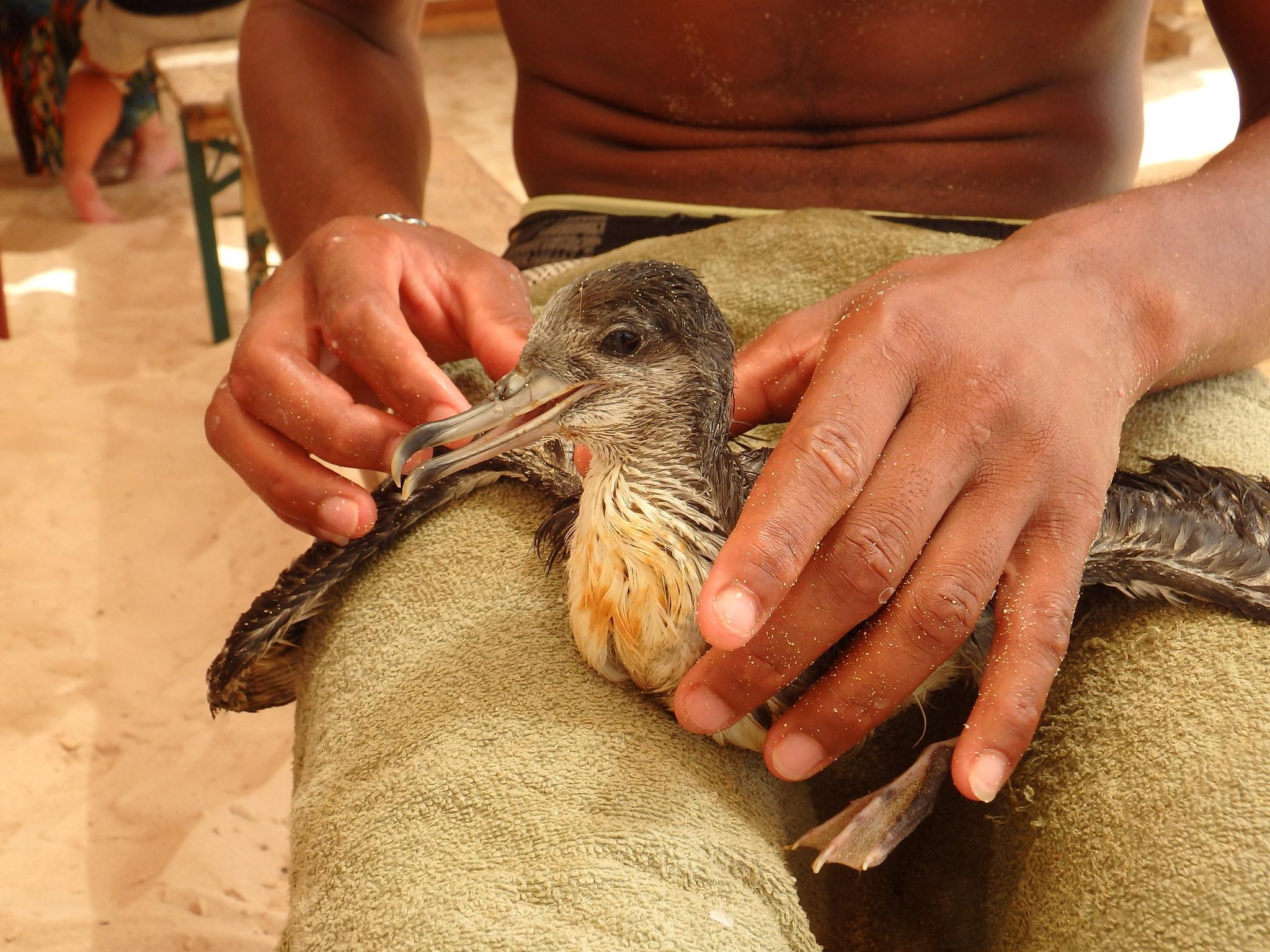 Pardela de Cabo Verde