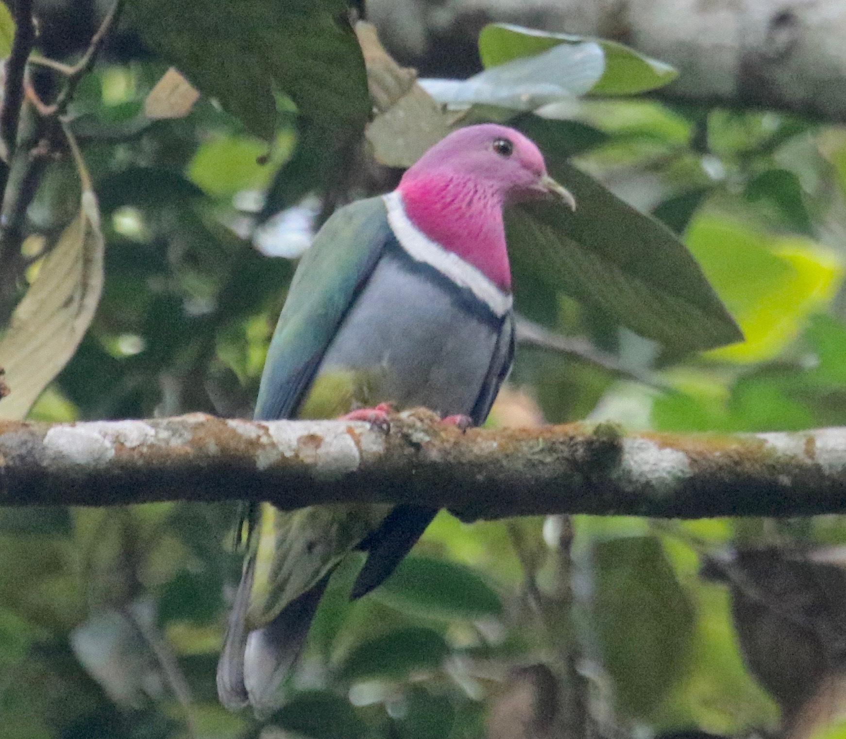 Palomas, tortolitas y coquitas