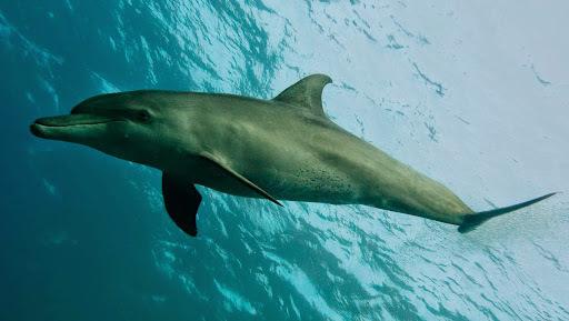 Delfin mular del océano índico