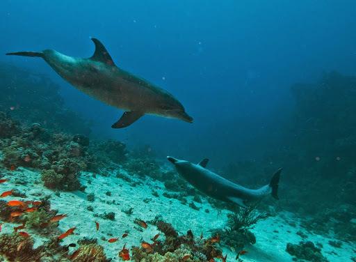 Delfin mular del océano índico