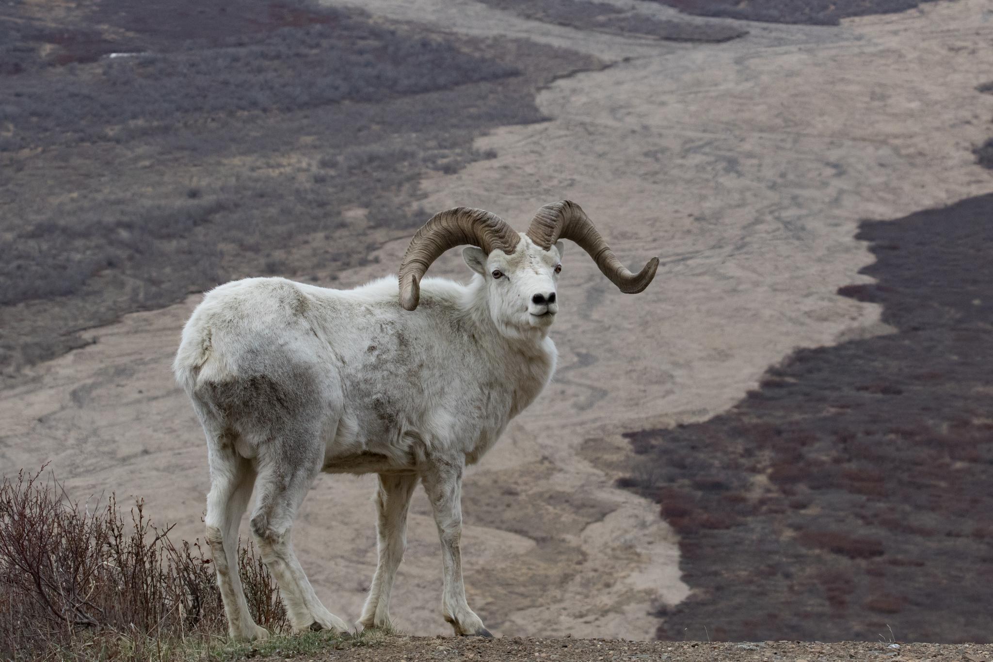 Borrego de Dall