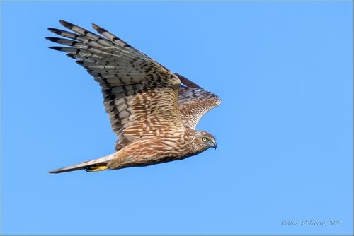 Aguilucho lagunero oriental