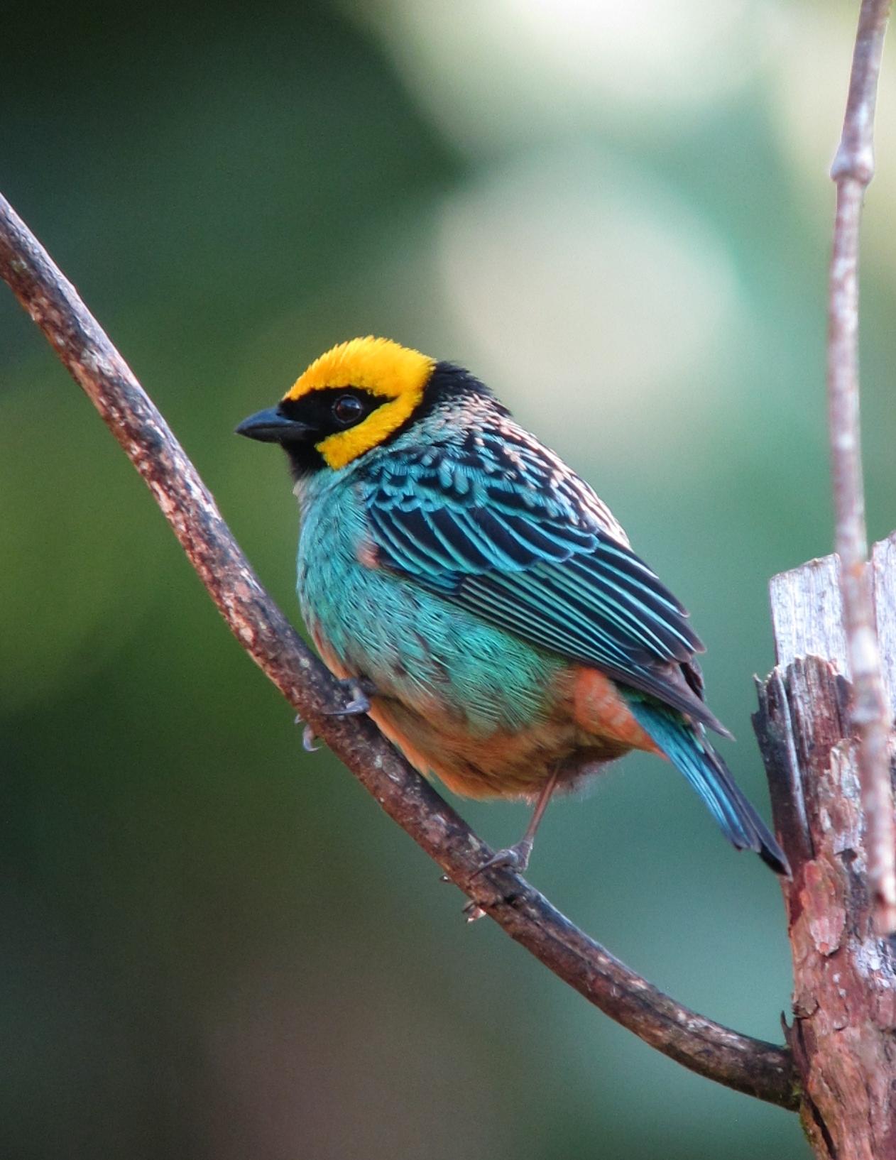 Saffron-crowned Tanager