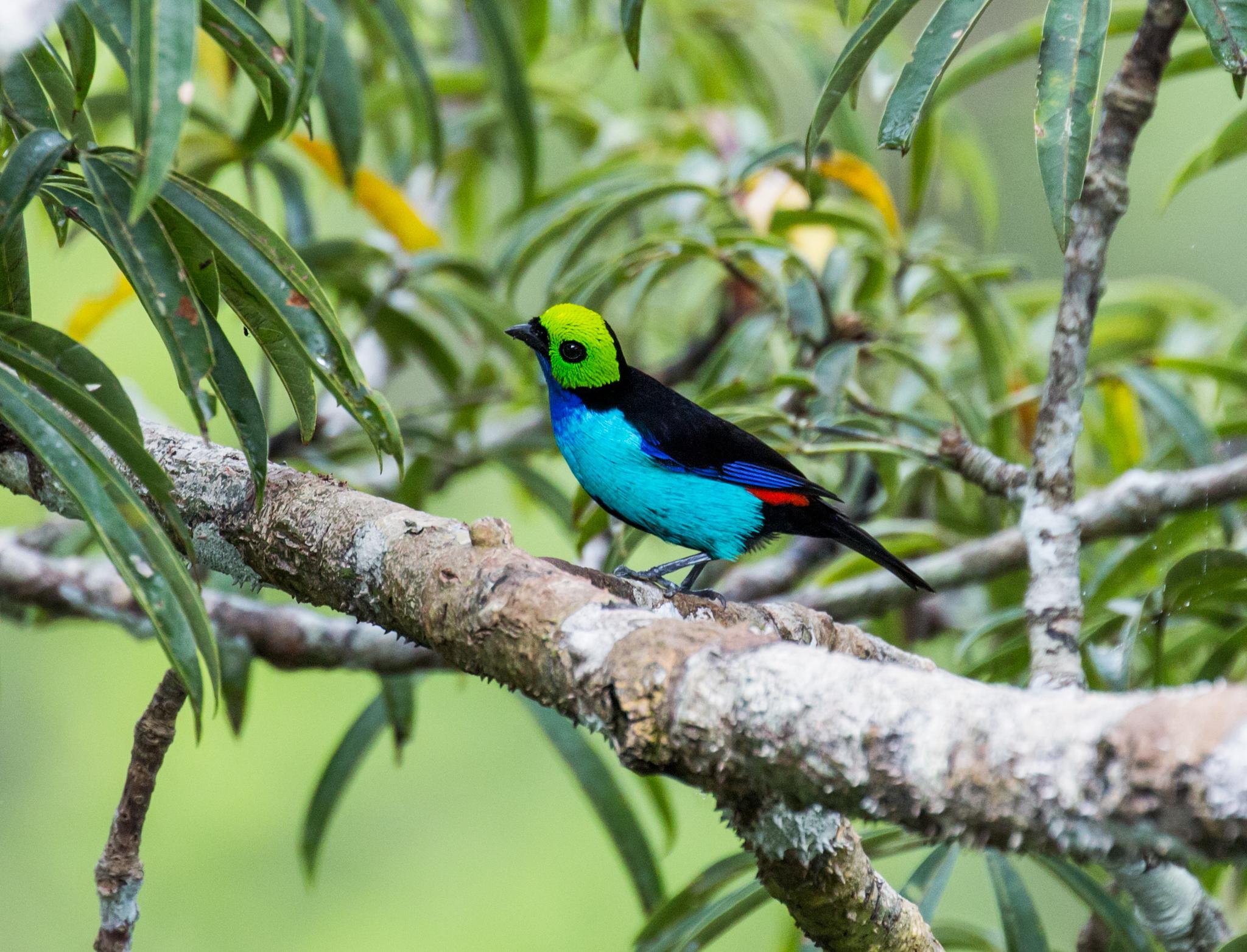 Paradise Tanager