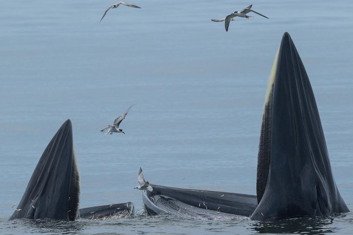 Ballena tropical