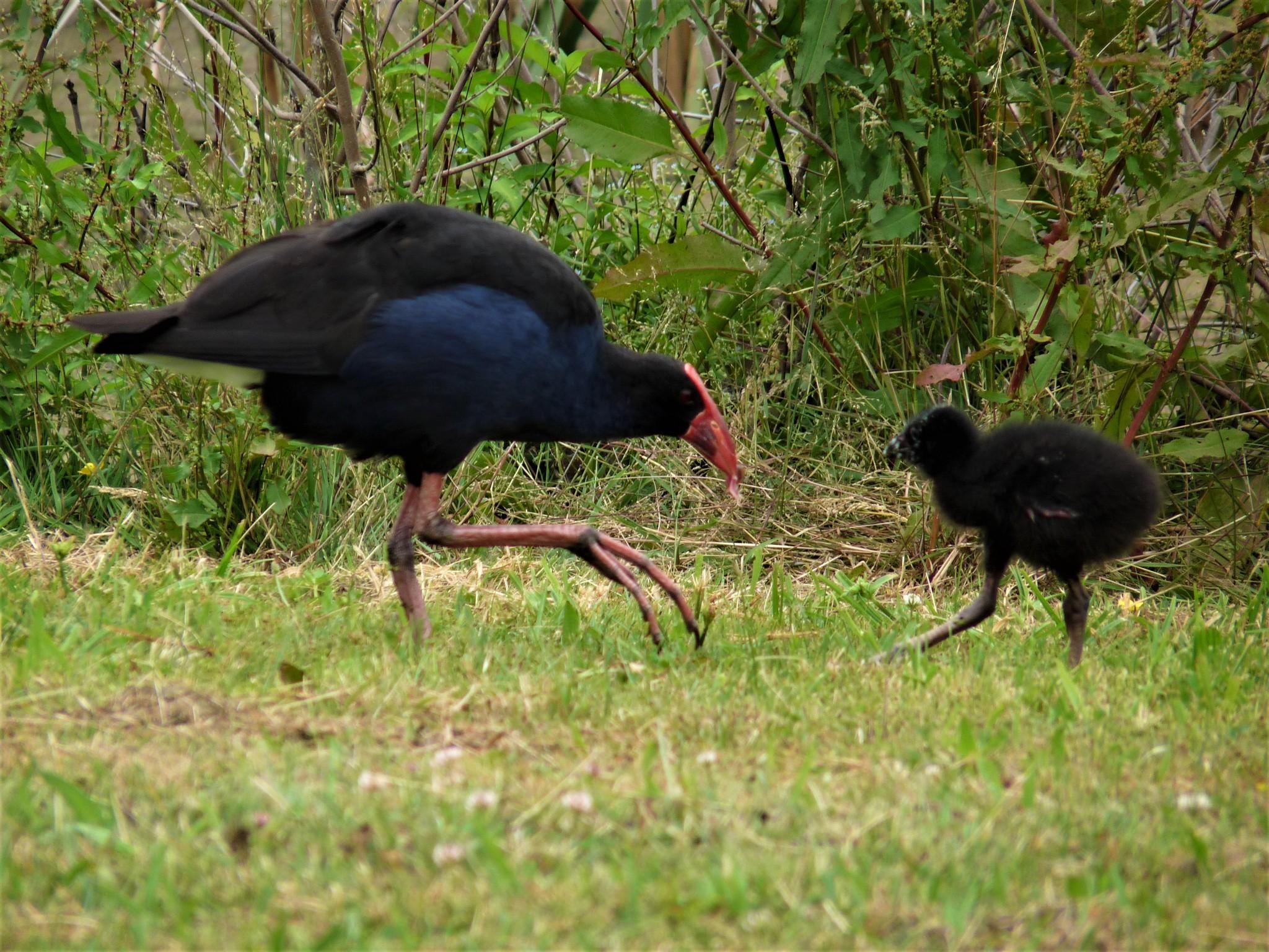 Calamón pukeko