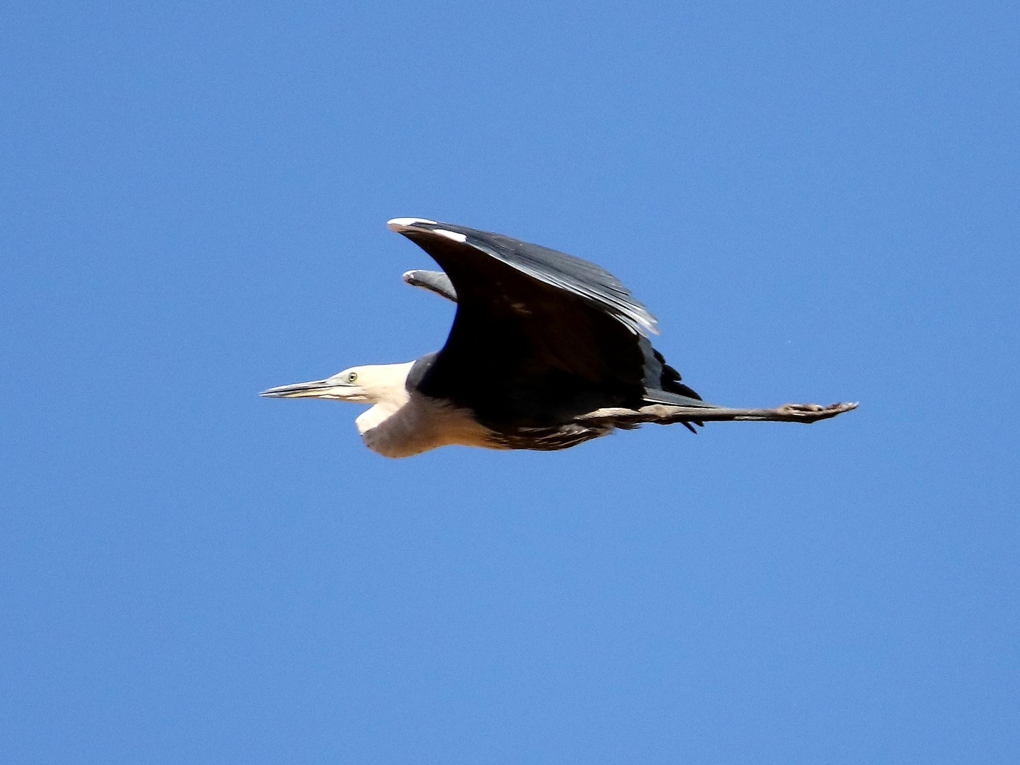 Garza de Cuello Blanco