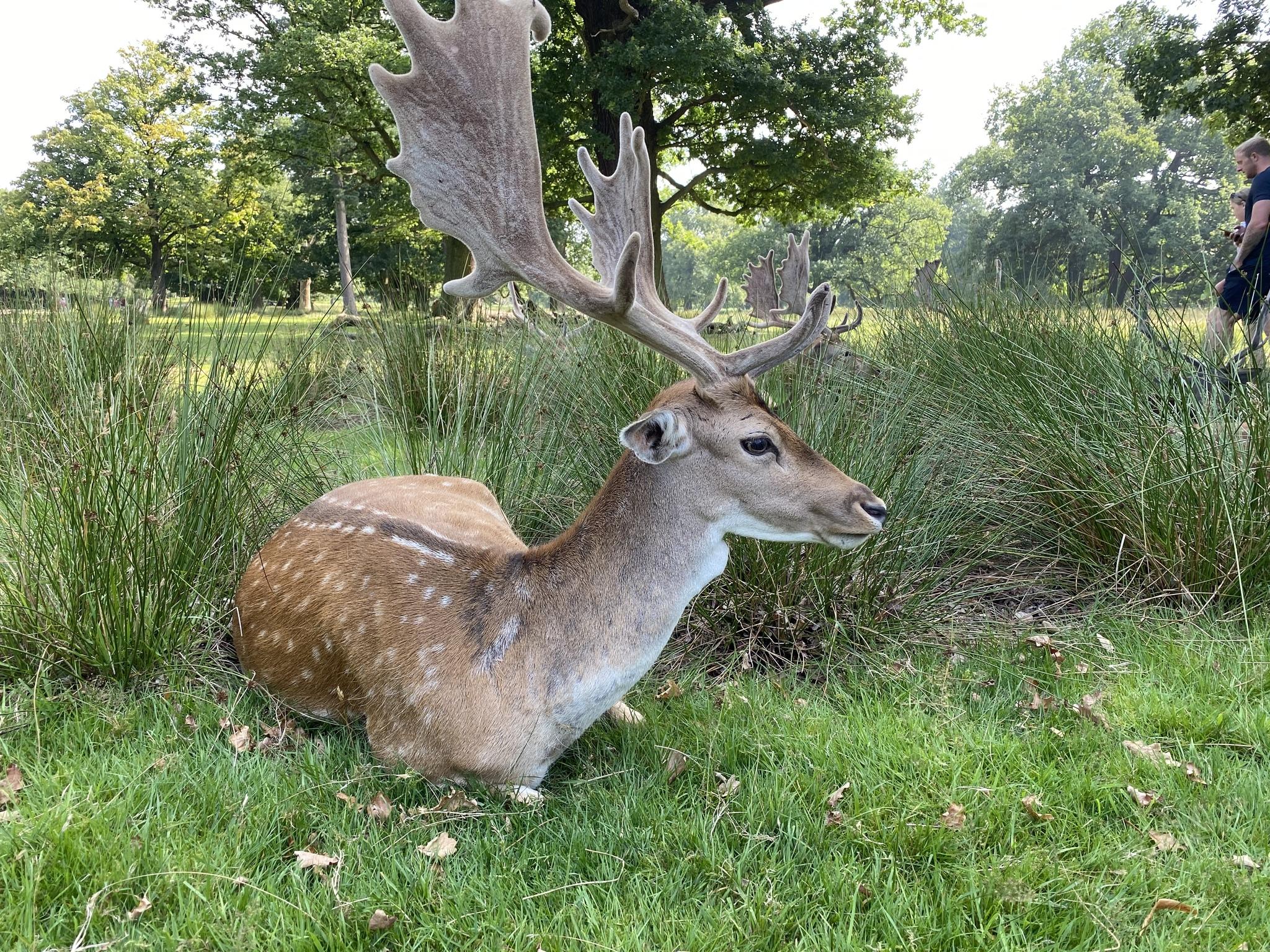Gamo europeo