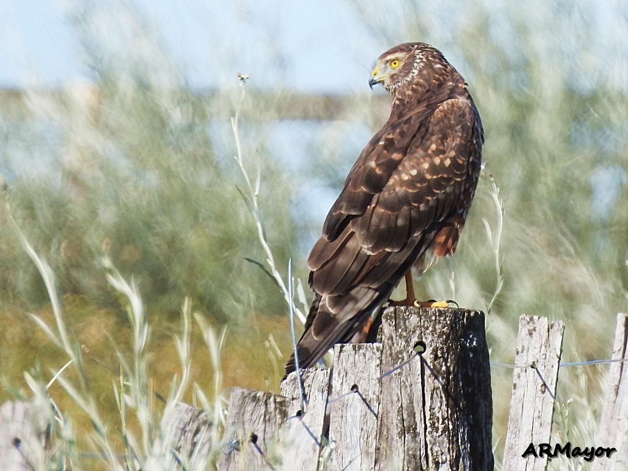 Aguilucho vari