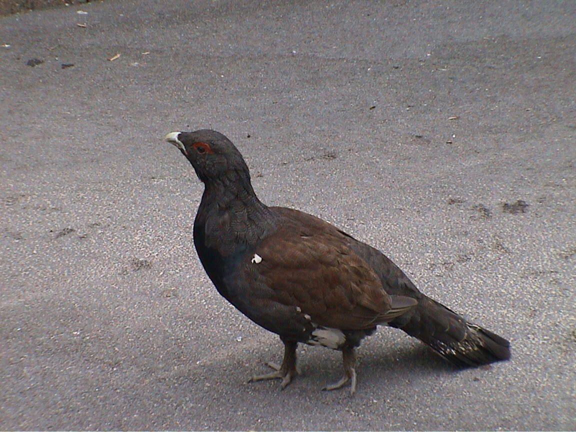 Urogallo cantábrico