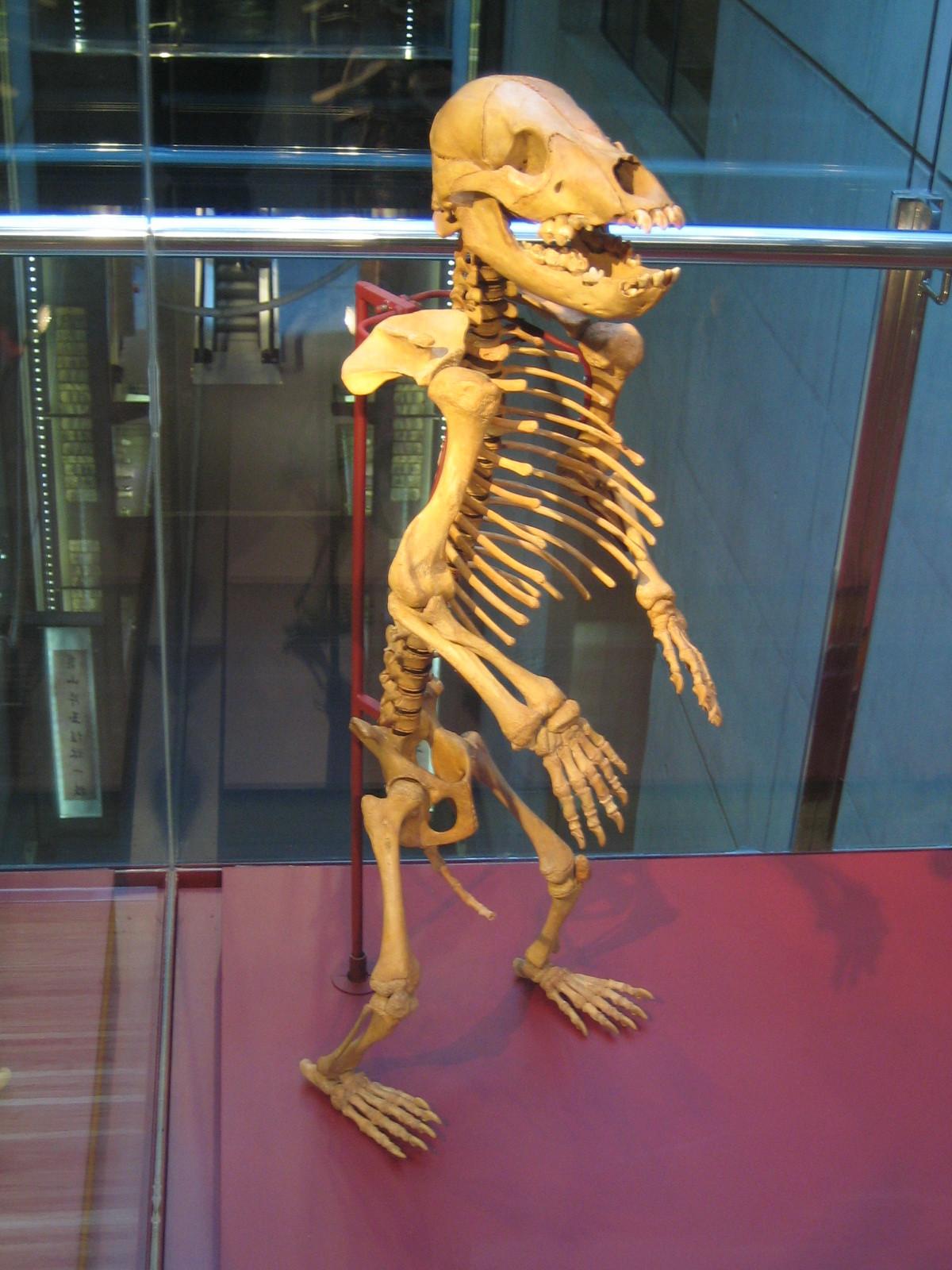 Ursus spelaeus