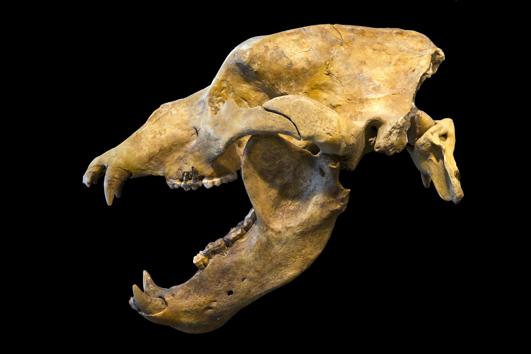 Ursus spelaeus