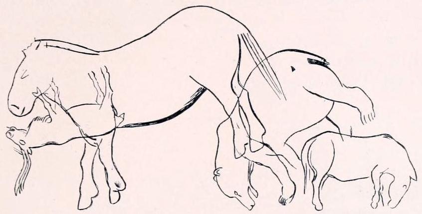 Ursus spelaeus