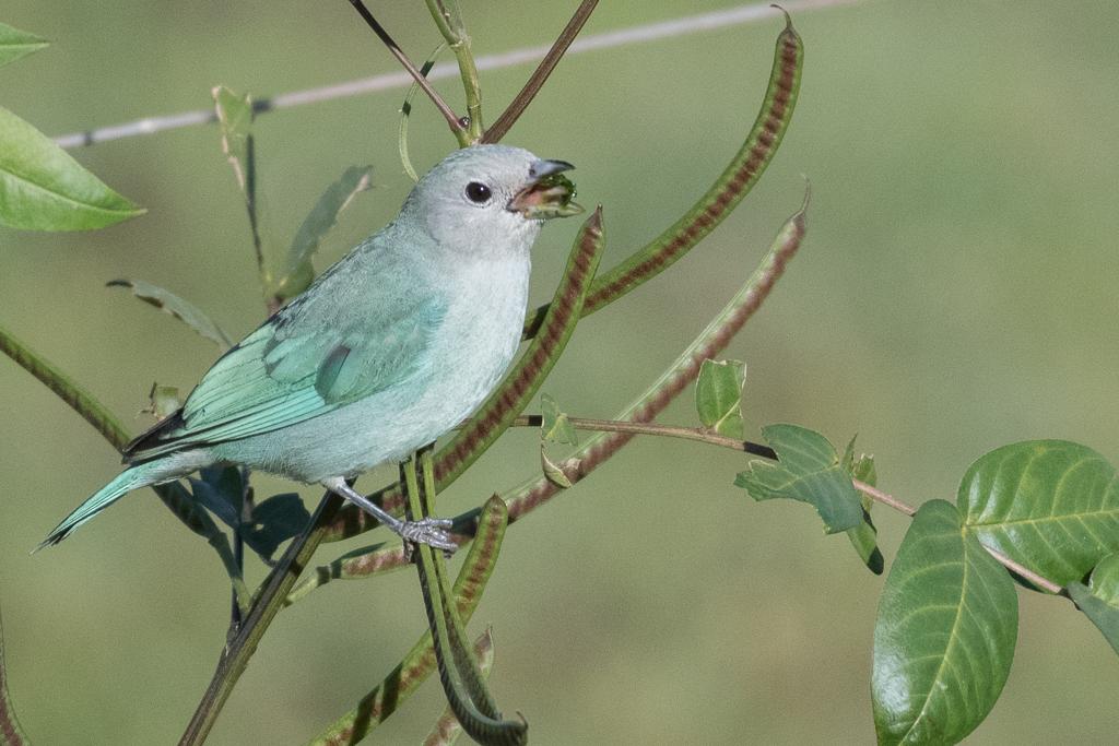 Sayaca Tanager