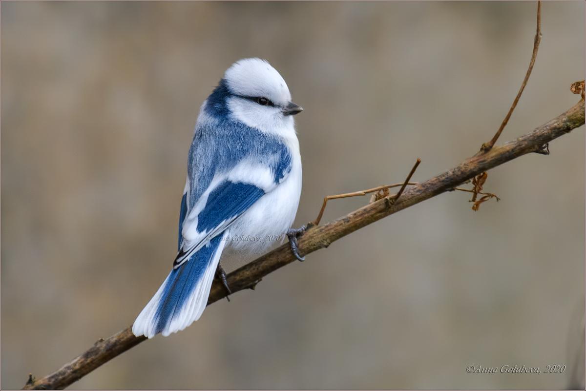 Azure Tit
