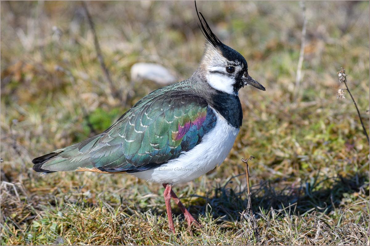 Avefría europea