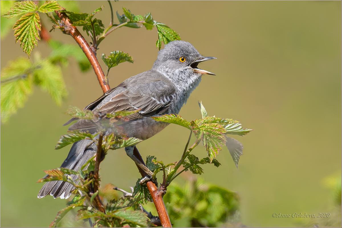 Barred Warbler