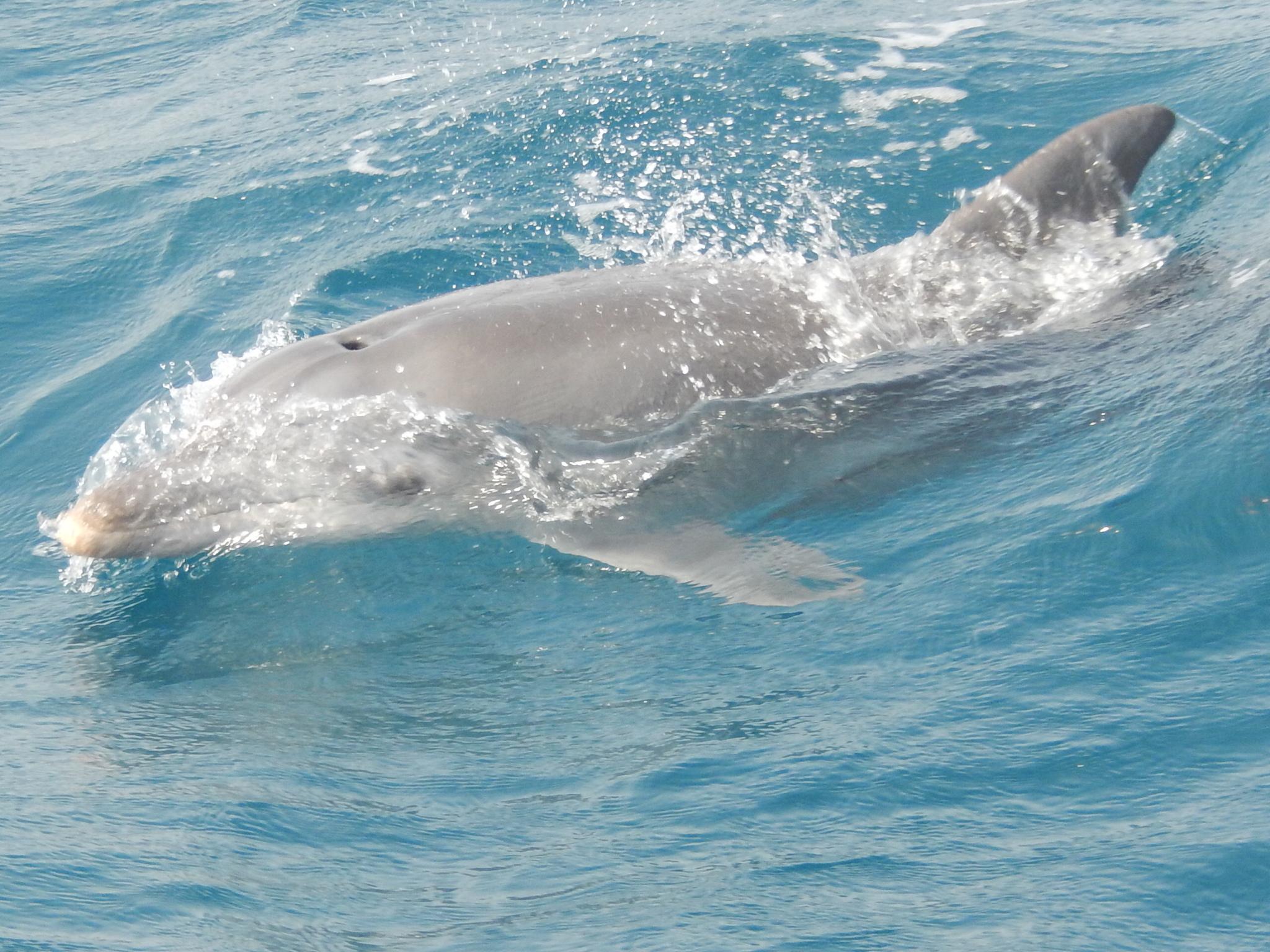 Delfin mular del océano índico