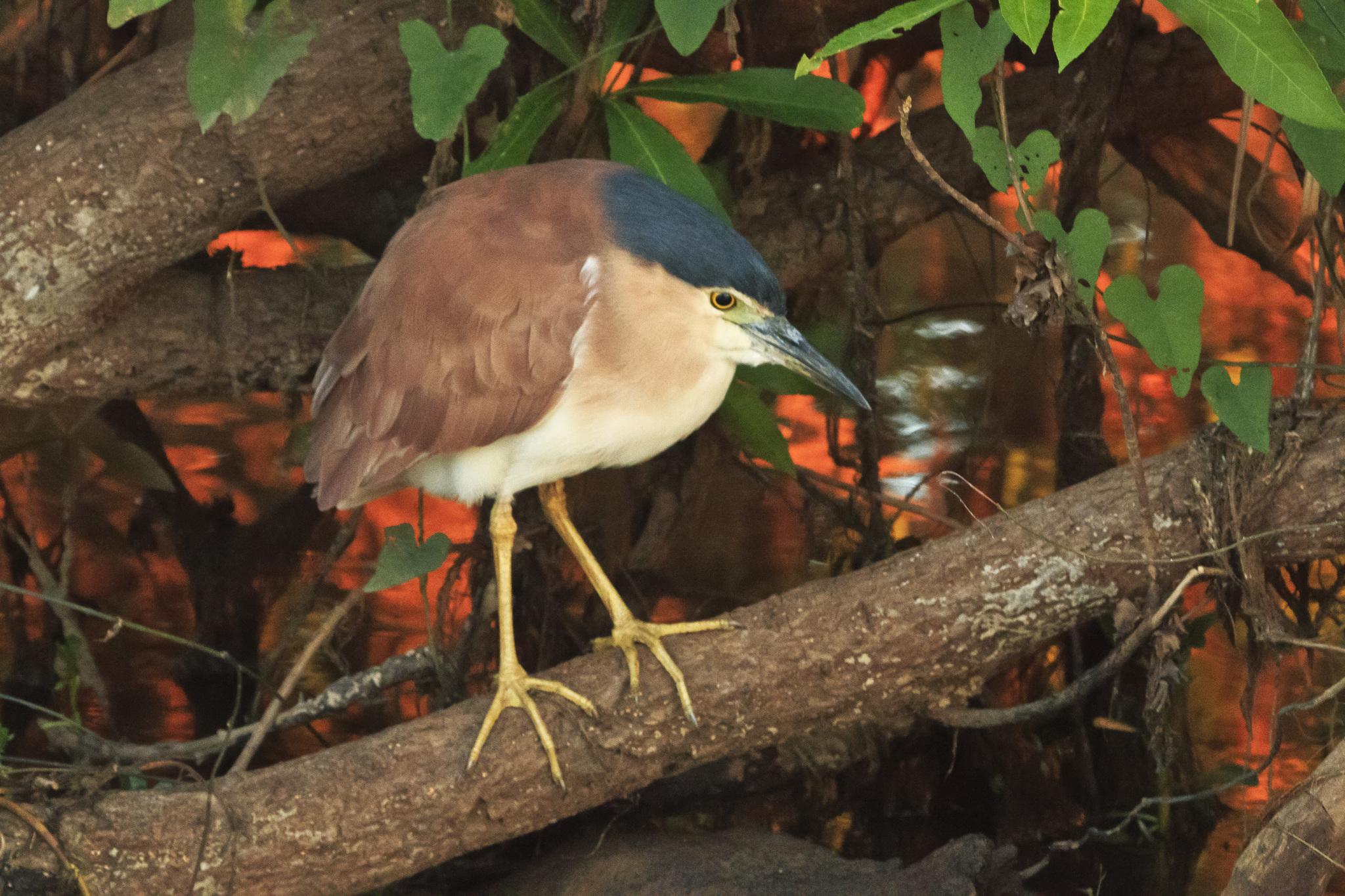Nankeen Night Heron